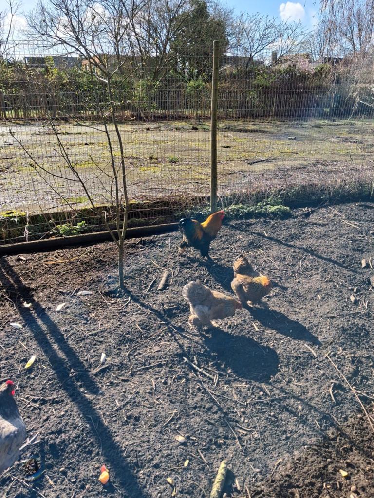 Broedeieren Brahma kriel goudpatrijs., Dieren en Toebehoren, Pluimvee