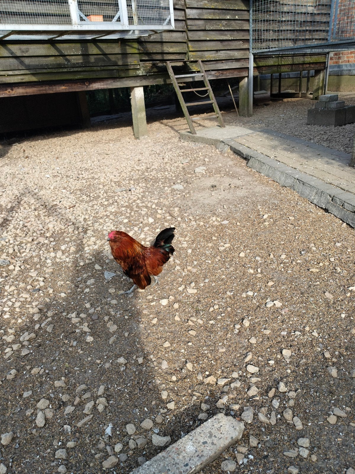 gratis Antwerpse baardkriel, Dieren en Toebehoren, Pluimvee