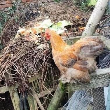 2 cochine hanen +2 cochine hennen, Dieren en Toebehoren