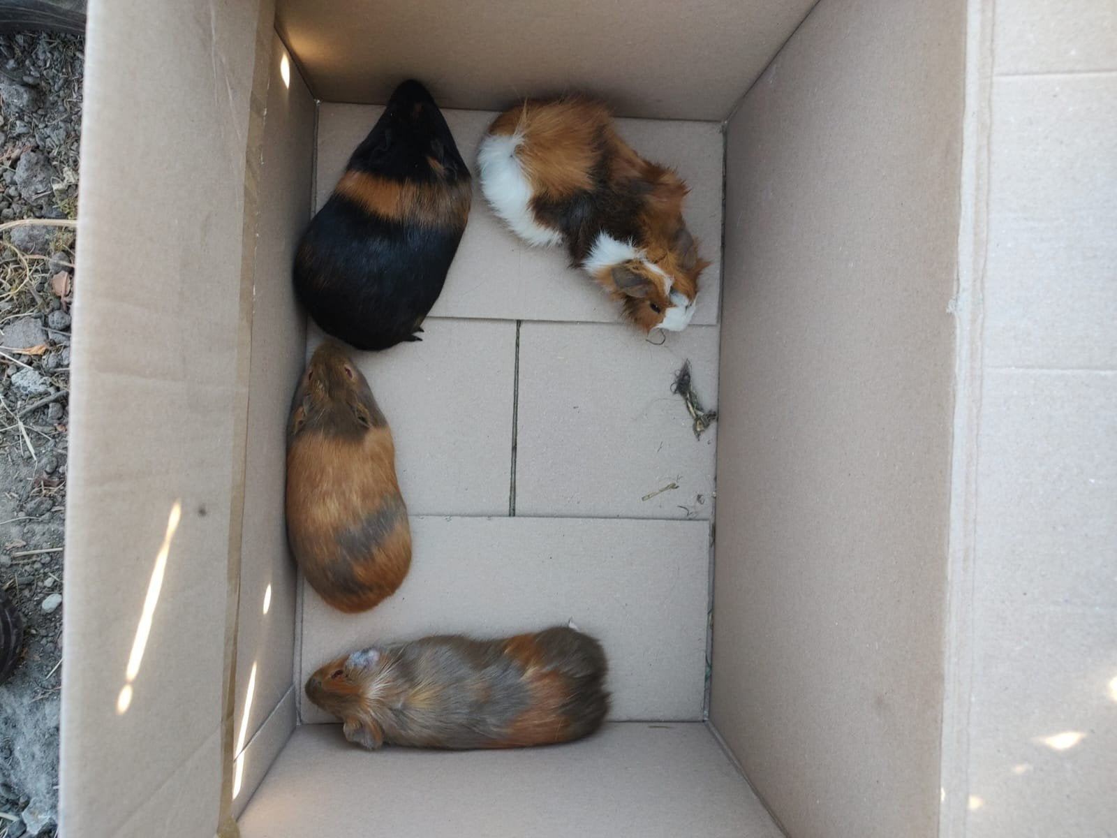 cavia's, Dieren en Toebehoren, Mei, Cavia