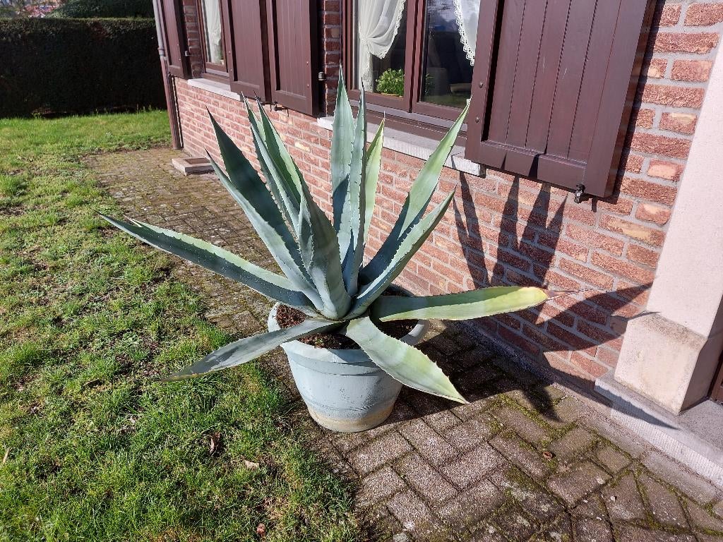 cactus, Huis en Inrichting, Kamerplanten, Ophalen, Cactus, Volle zon, 100 tot 150 cm