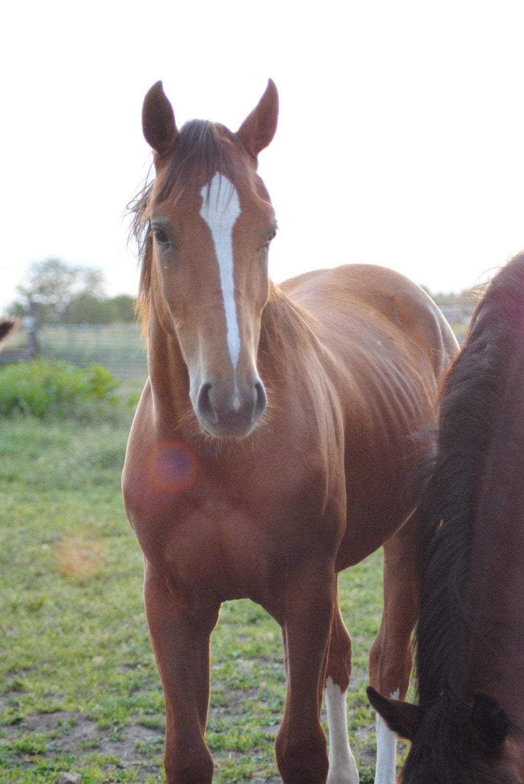 Jaarling merrie springpaard, Animaux & Accessoires, Chevaux, Jument, Non dressé, 160 à 165 cm, 0 à 2 ans, Cheval de saut, Avec pedigree