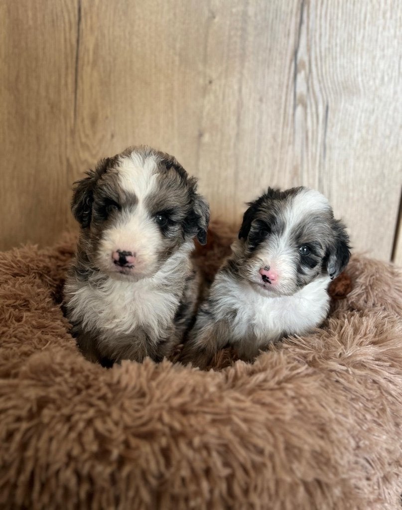 Prachtige aussie doodle pups f1 medium, Dieren en Toebehoren, Parvo, België, Overige rassen, 8 tot 15 weken