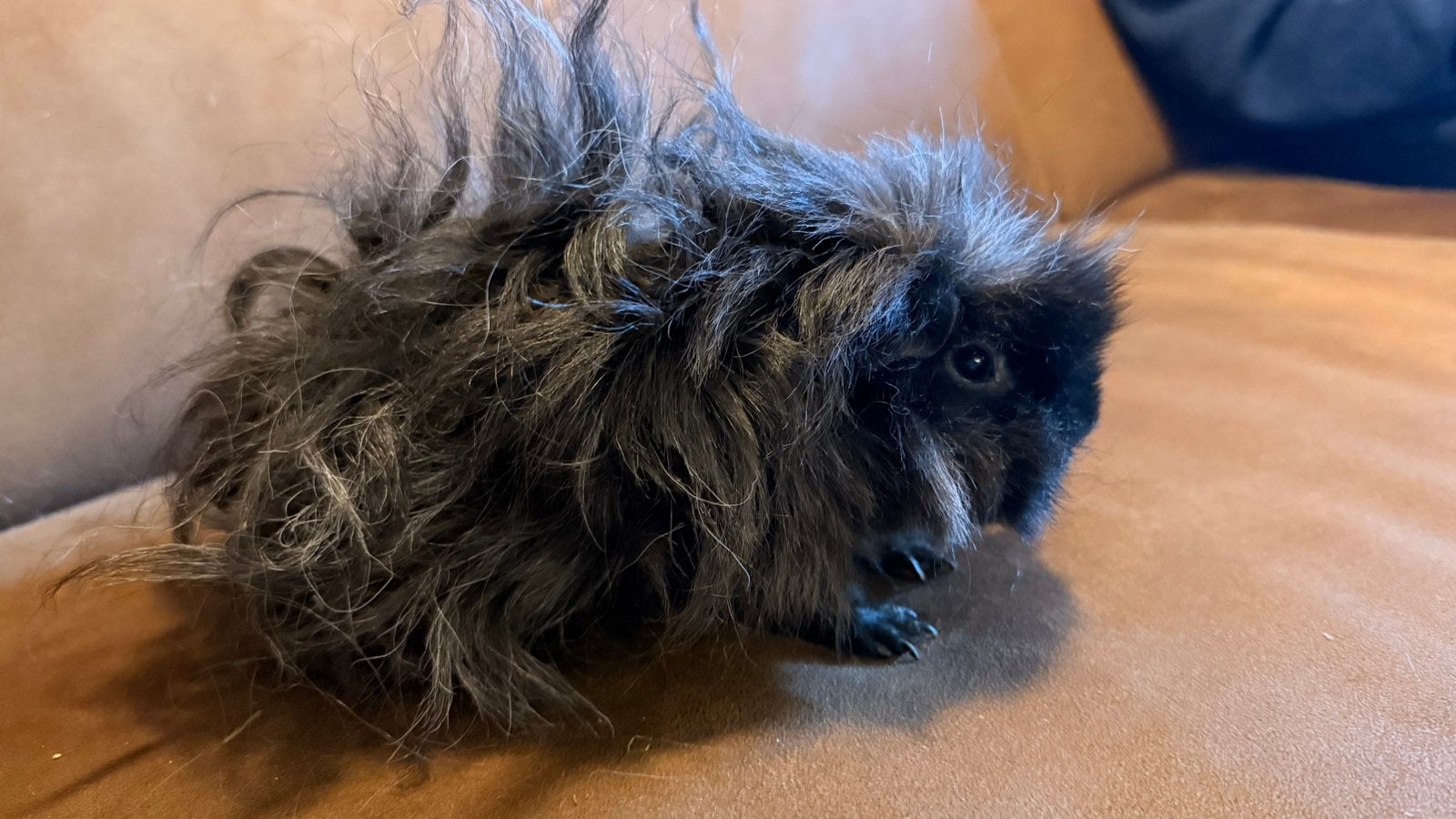 Cavia, Cobaye Lunkarya femelle Mappie adulte, Animaux & Accessoires, Octobre, Domestique, Cobaye, Femelle