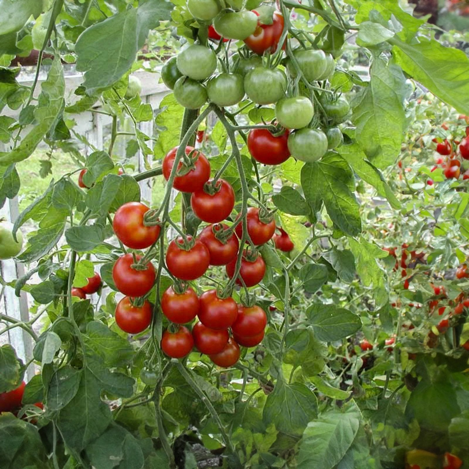 Money Makers tomatenplantjes, Ophalen, Lente, Overige soorten, Volle zon