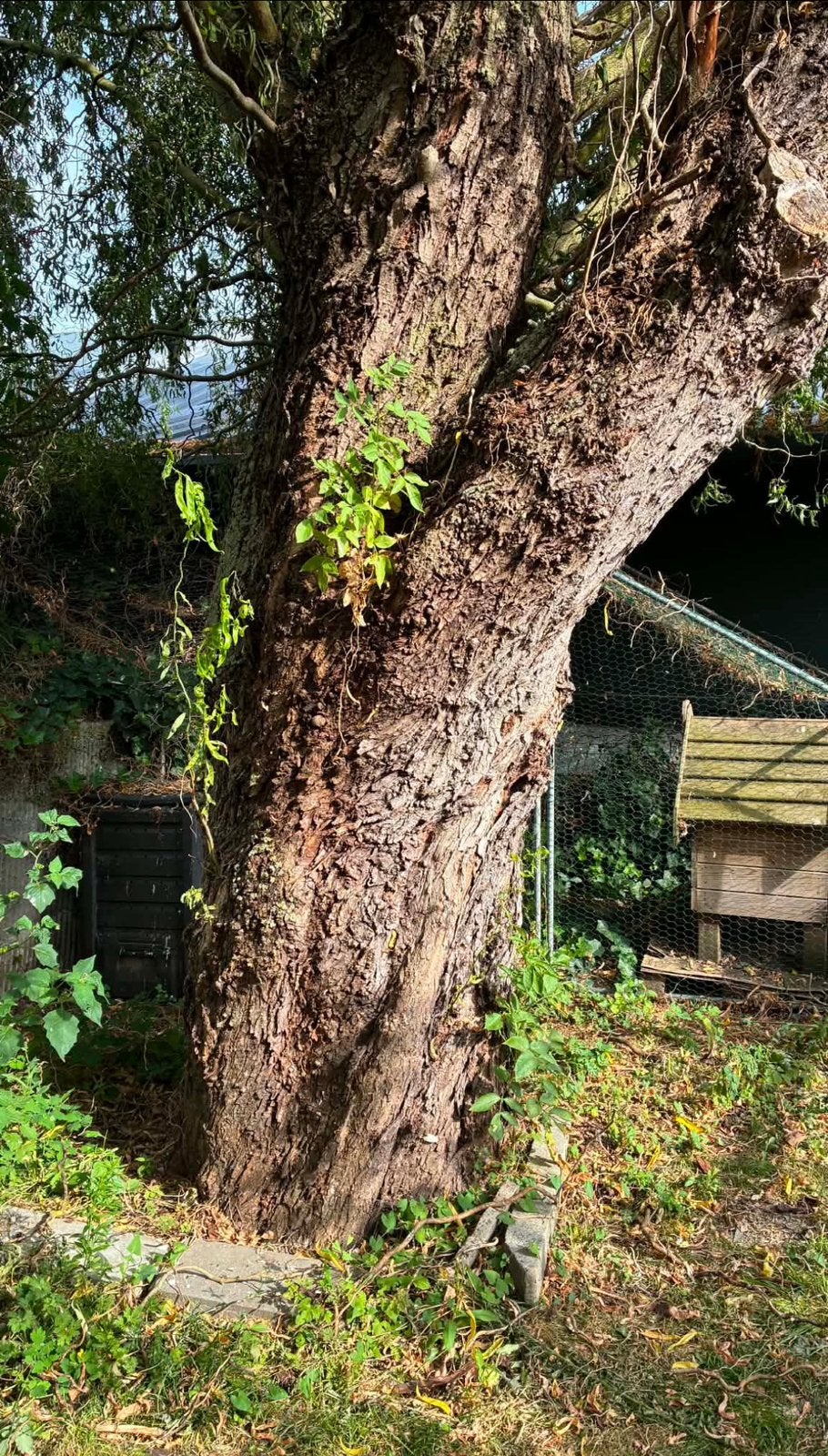 Bois de saule gratuit, Jardin & Terrasse, Enlèvement, Printemps, Autres espèces, 400 cm ou plus