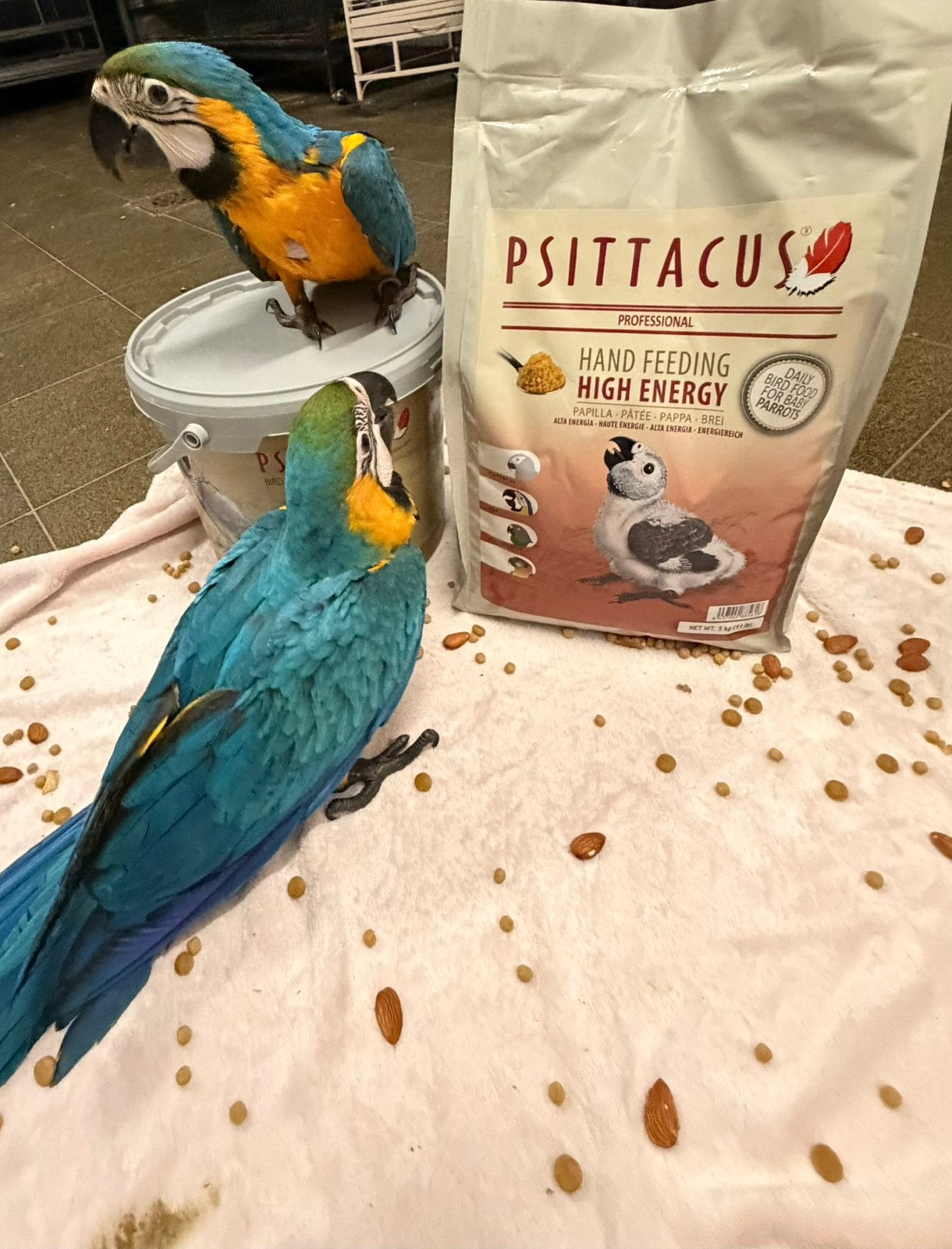 Bebe ara ararauna, Animaux & Accessoires