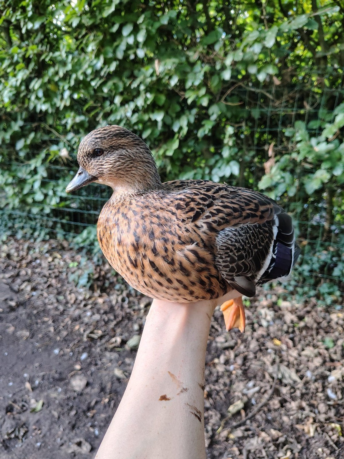 kwaker vrouw, Dieren en Toebehoren, Vrouwelijk, Eend