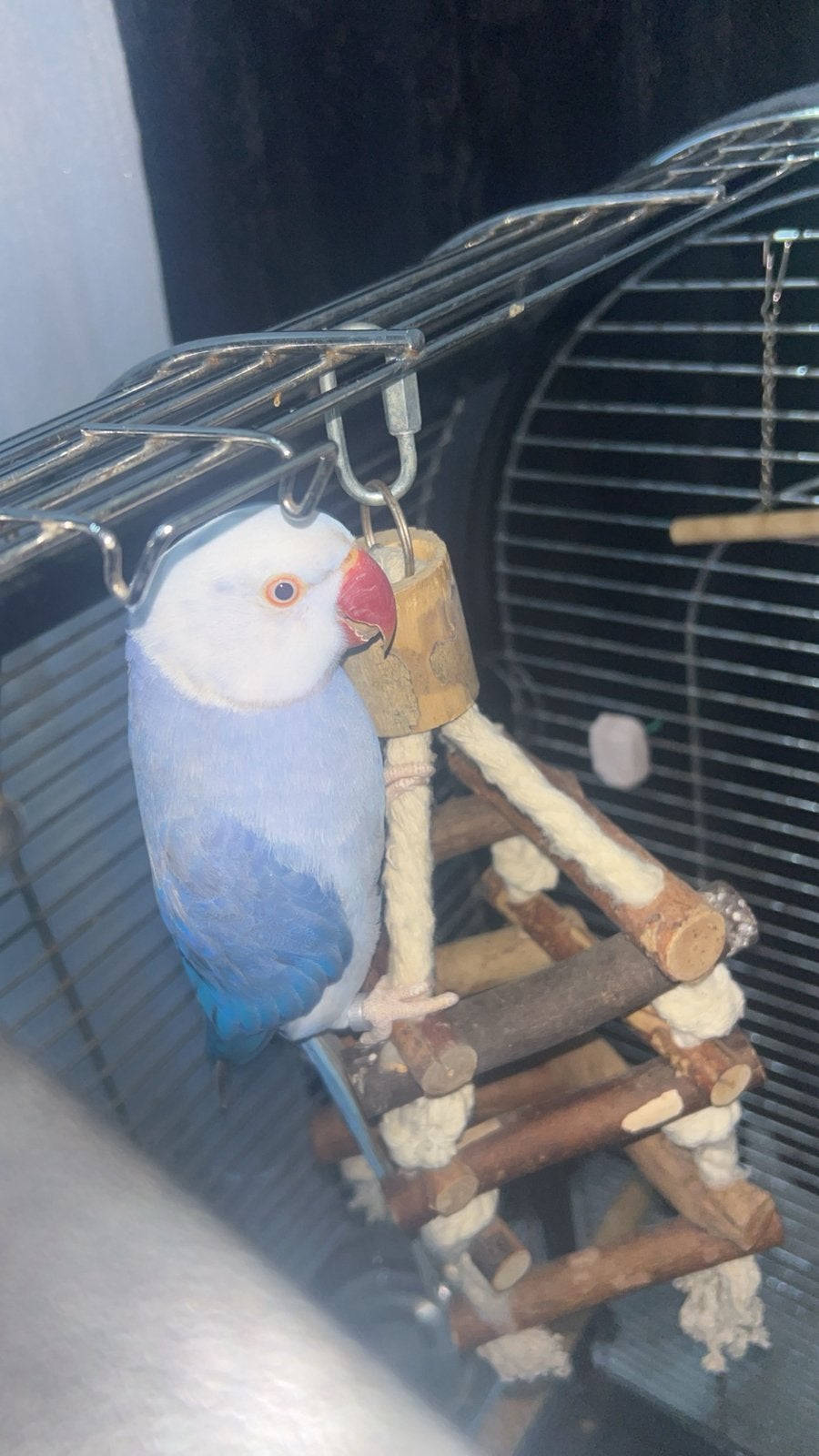 Halsbandparkiet white-headed blue ringneck, Sexe inconnu, Perruche, Parleur