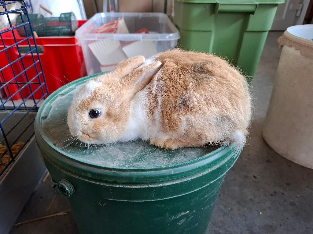 Dwergkonijnen, Dieren en Toebehoren, Meerdere dieren, Klein, 0 tot 2 jaar