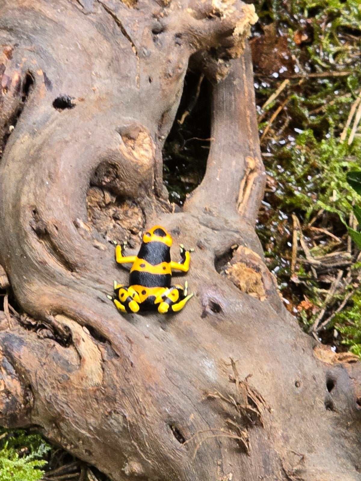 Prachtige pijlgifkikkers (Dendrobates leucomelas), Animaux & Accessoires, Amphibien