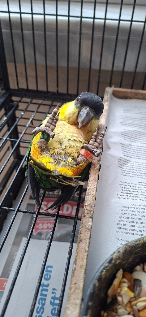 Zwartkop Caique's, Dieren en Toebehoren, Vogels | Parkieten en Papegaaien, Mannelijk, Dwergpapegaai of Agapornis, Tam