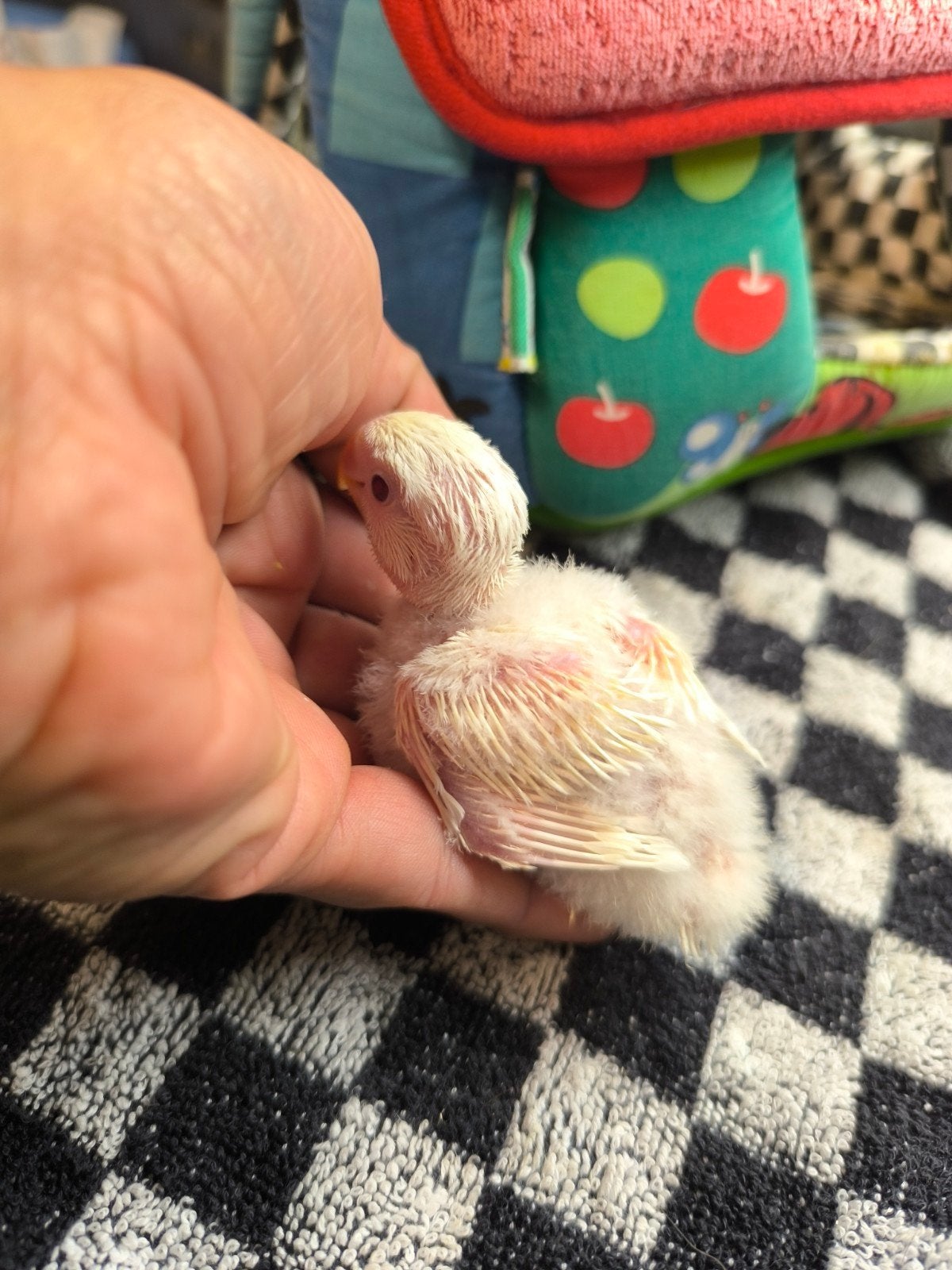 handtamme jonge agapornis roseicollis dwergpapegaai