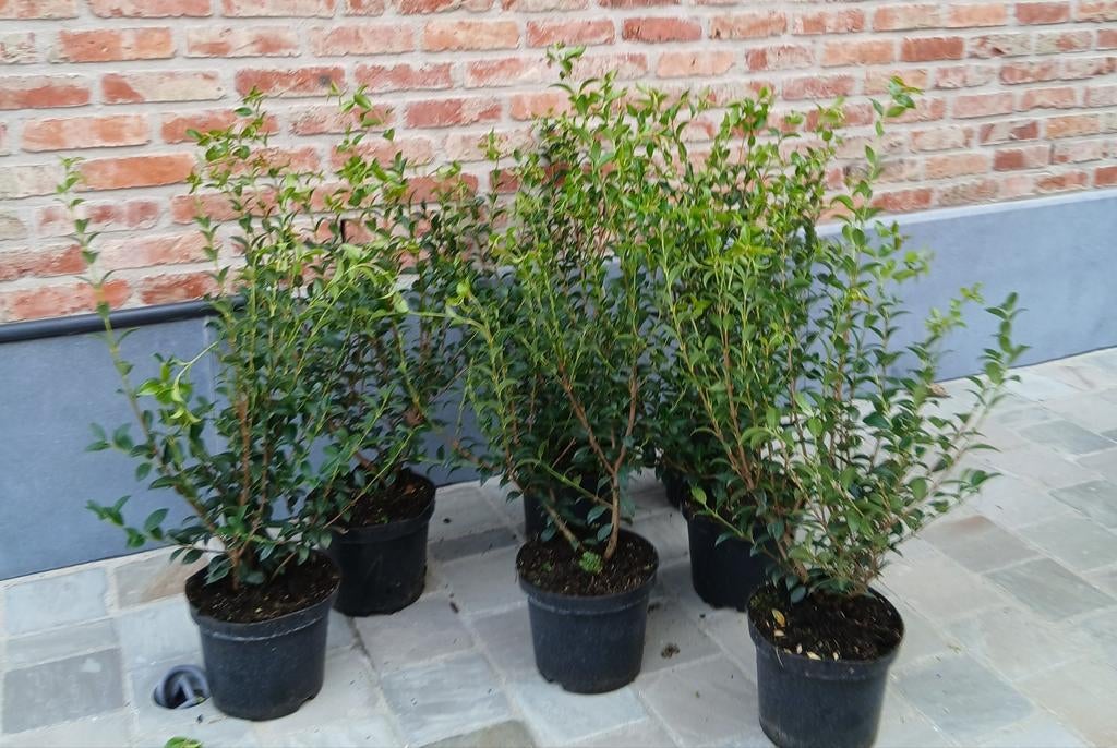 ‼️osmanthus Burkwoodii aan stuntprijzen ‼️, Ophalen, Taxus