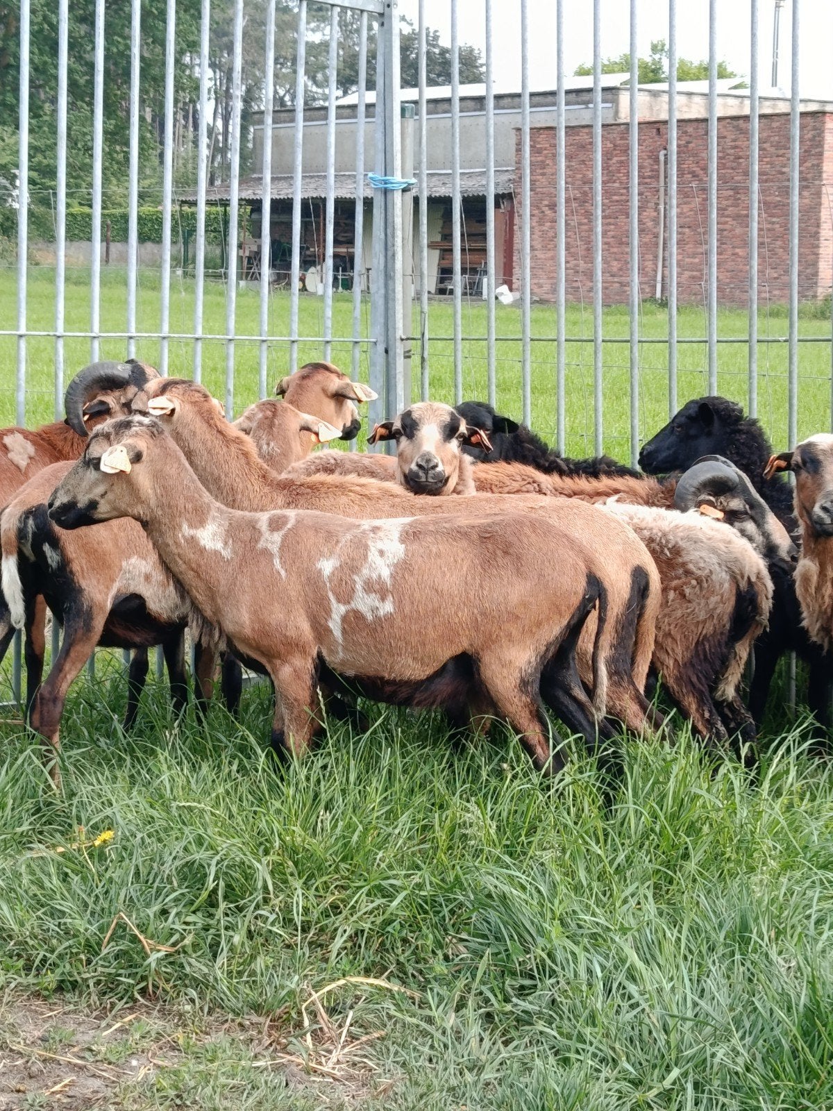 Verschillende Kameroen schapen ( uitkiezen mogelijk ), Dieren en Toebehoren