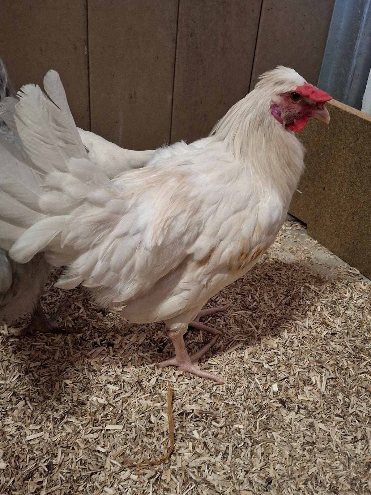 Haan, Dieren en Toebehoren