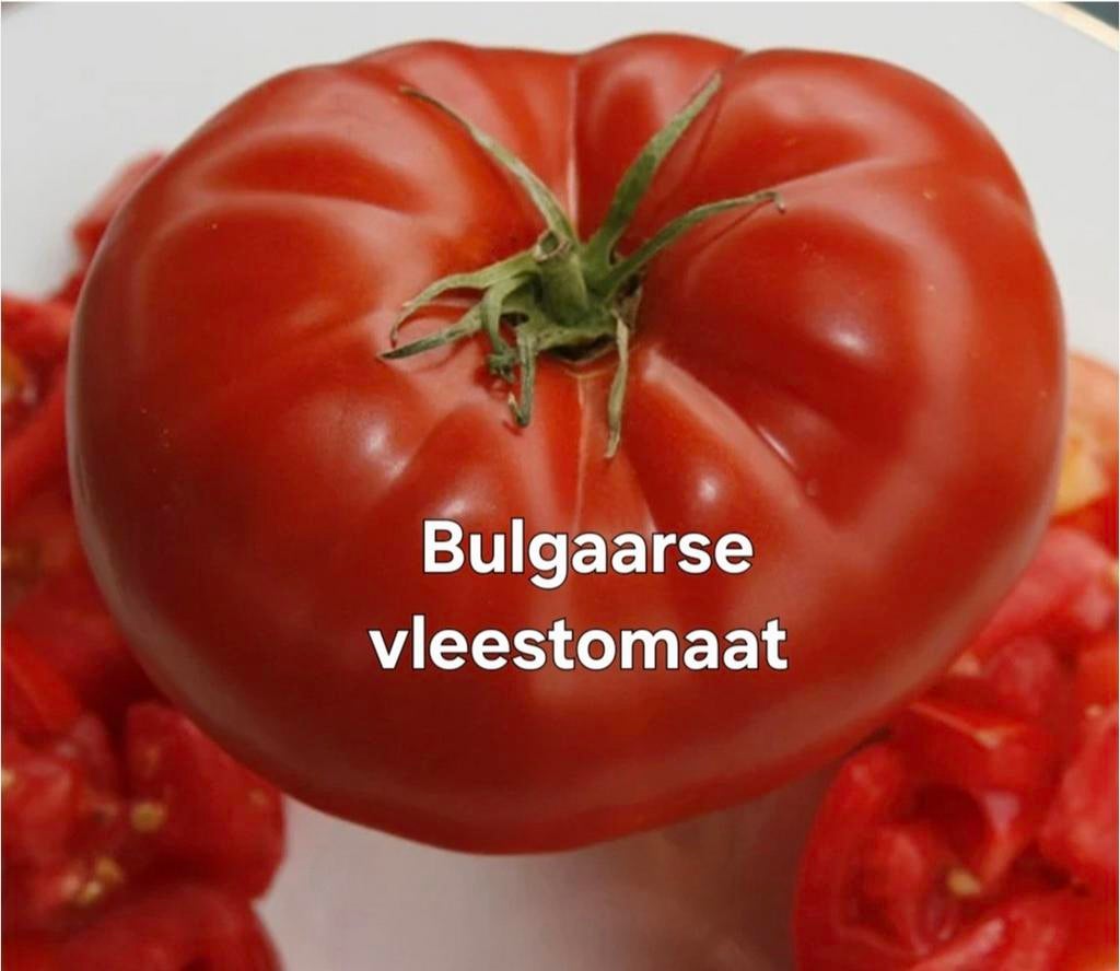 # rassen tomatenplanten 1€/stuk, Ophalen