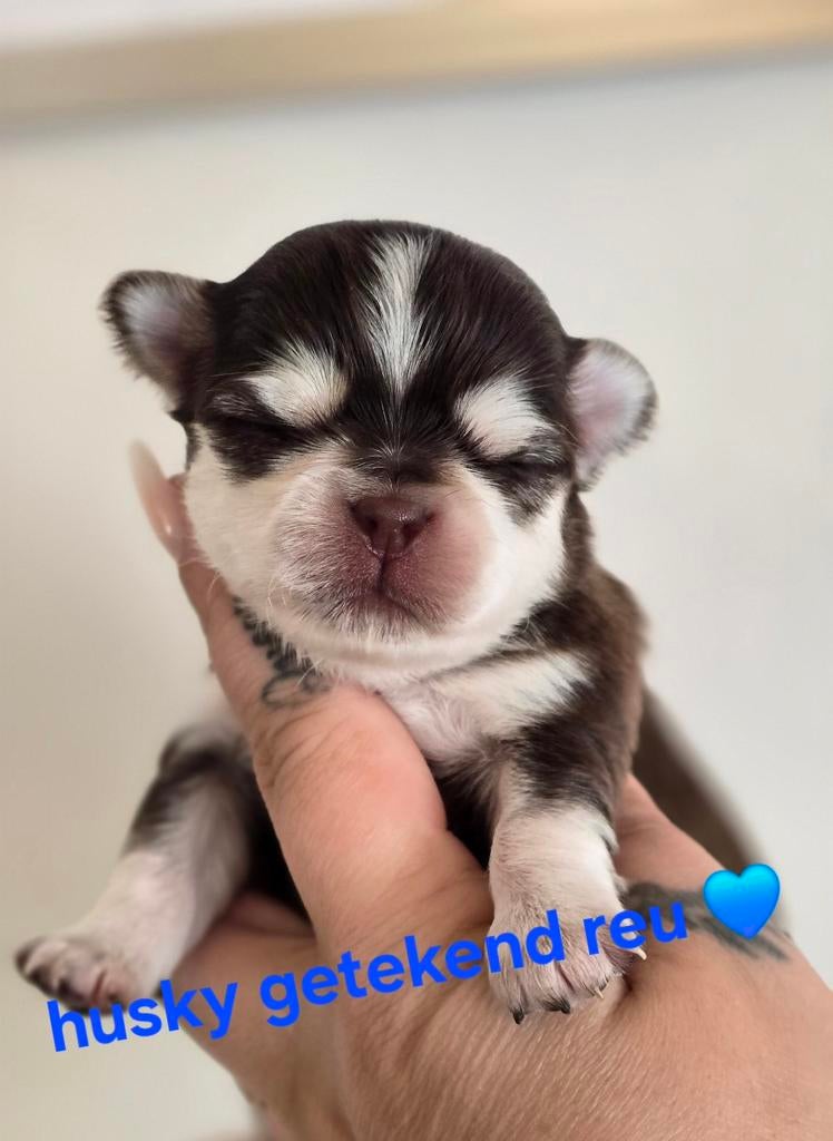 Prachtige langharige chihuahua pups, 8 à 15 semaines, Plusieurs, Éleveur | Loisir, Chihuahua