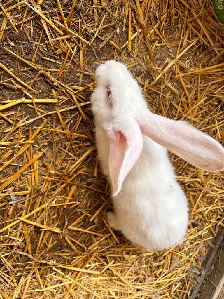 Lapin géant de Flandre blanc pure race, Animaux & Accessoires, Plusieurs animaux, Grand, 0 à 2 ans