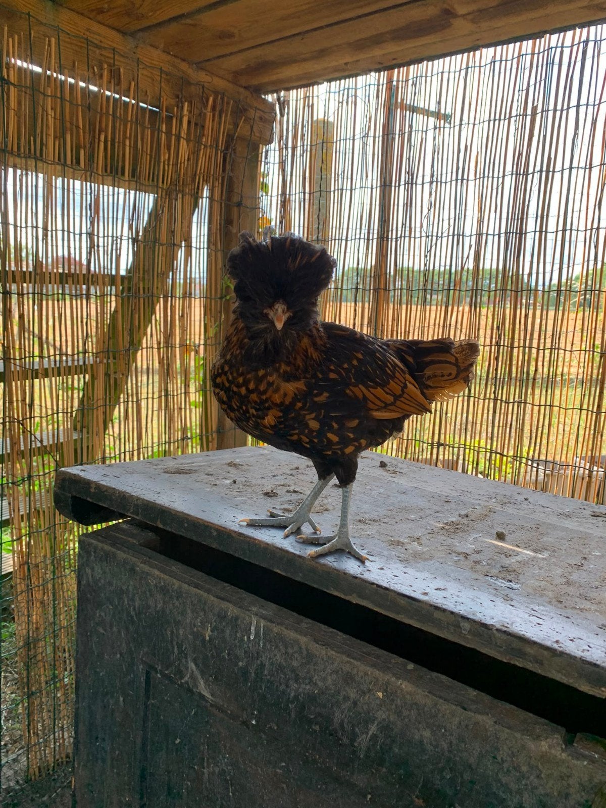 padua kippen, Dieren en Toebehoren, Pluimvee