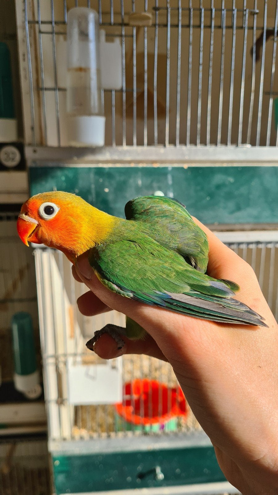 Agapornis Fischeri jong, Dieren en Toebehoren, Mannelijk, Dwergpapegaai of Agapornis, Geringd