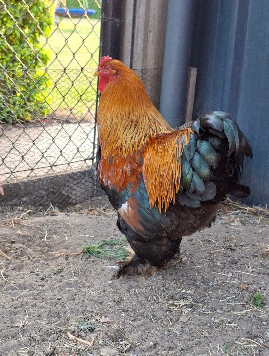 Trio brahma kriel goudpatrijs, Animaux & Accessoires