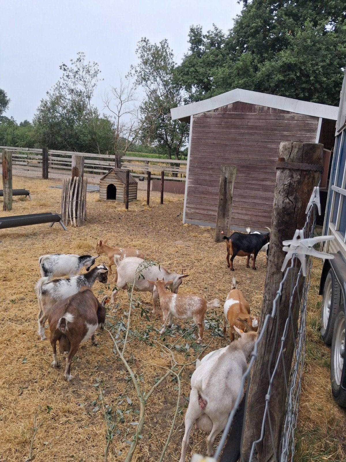 geitjes lammetjes., Femelle, Chèvre, 0 à 2 ans