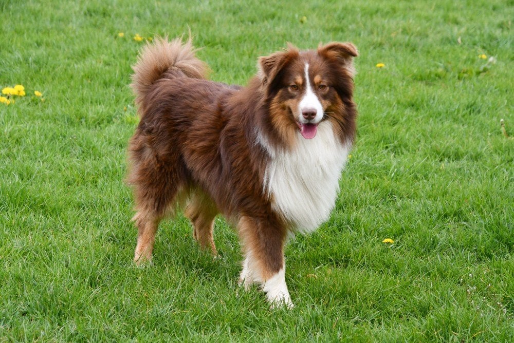 Berger australien Étalons, Maladie de Carré (chiens), 3 à 5 ans, Chien (mâle), Belgique