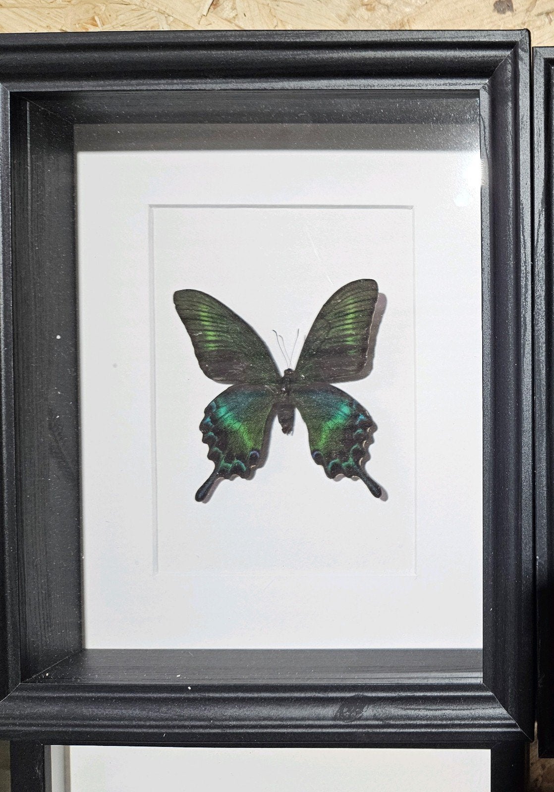 Grote groene tropische vlinder in zwarte kader., Antiek en Kunst, Ophalen