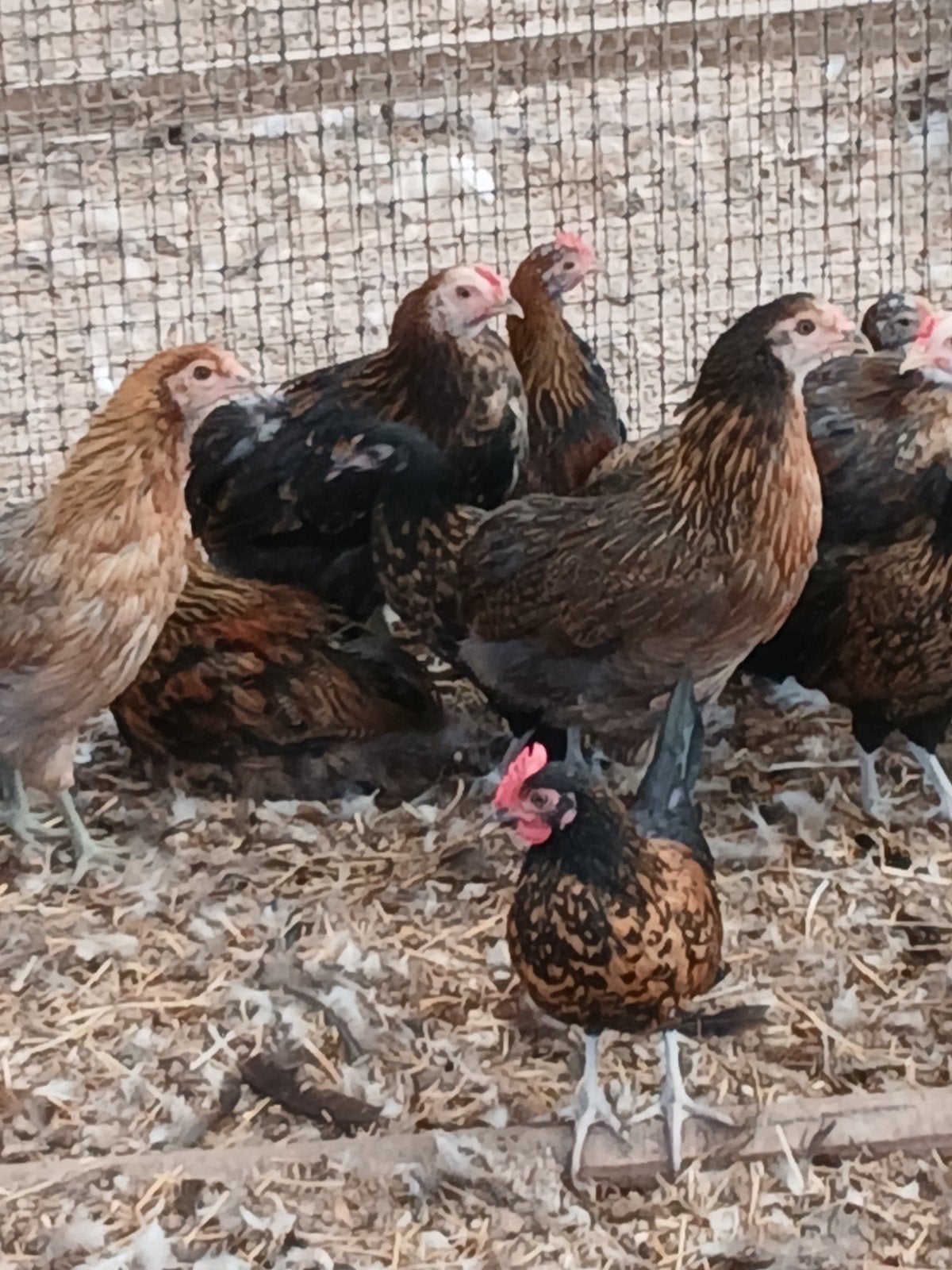 Kuikens geboren in mei, Plusieurs animaux, Poule ou poulet