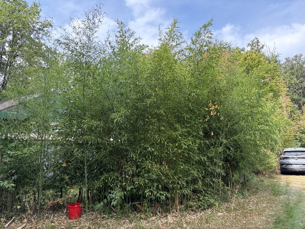 grote partij Bamboe Phyllostachys aurea van 4 a 5 m hoog, Jardin & Terrasse, Plantes | Arbustes & Haies, Enlèvement, Bambou, Haie