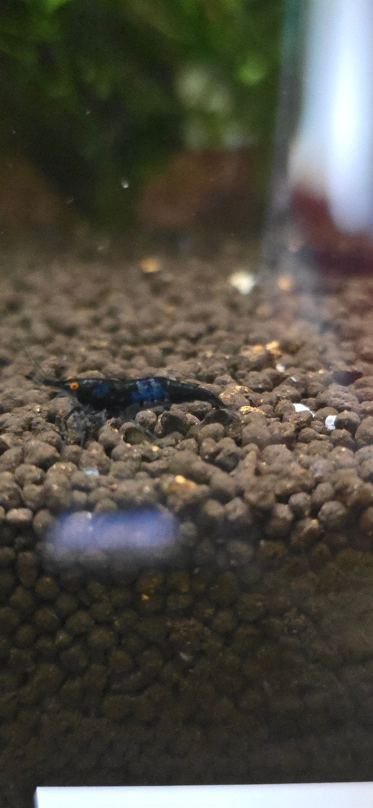 Te koop gehele groep caridina BLUE TIJGER ORANGE EYE.