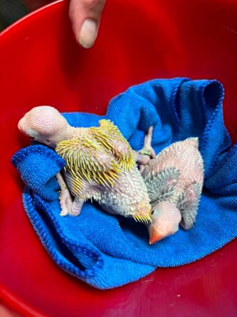 Jongen van halsbandparkiet van 4 weken, Plusieurs animaux, Perruche, Bagué