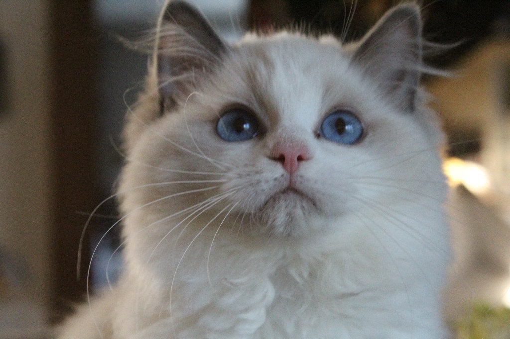 ragdoll poes met stamboom,gesteriliseerd, Poes, Met stamboom, 3 tot 5 jaar
