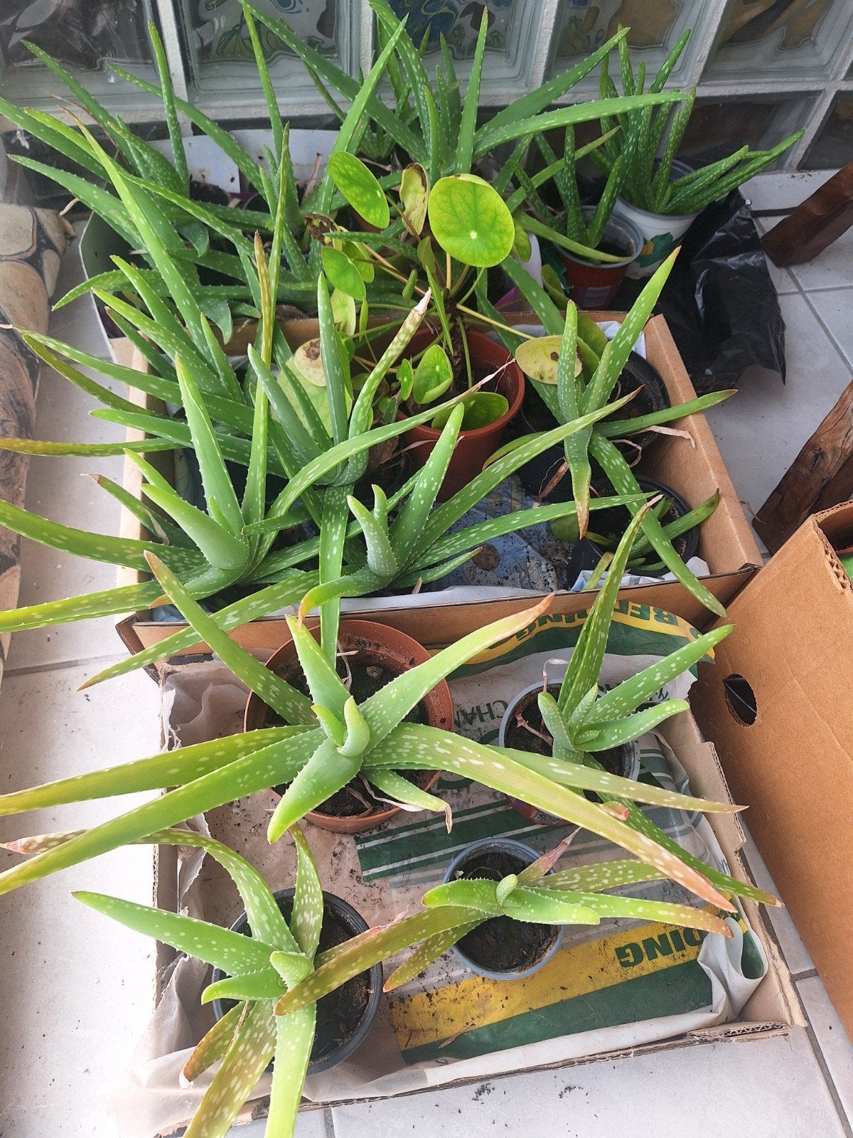 Aloe vera - plantjes uit te kiezen, Ophalen