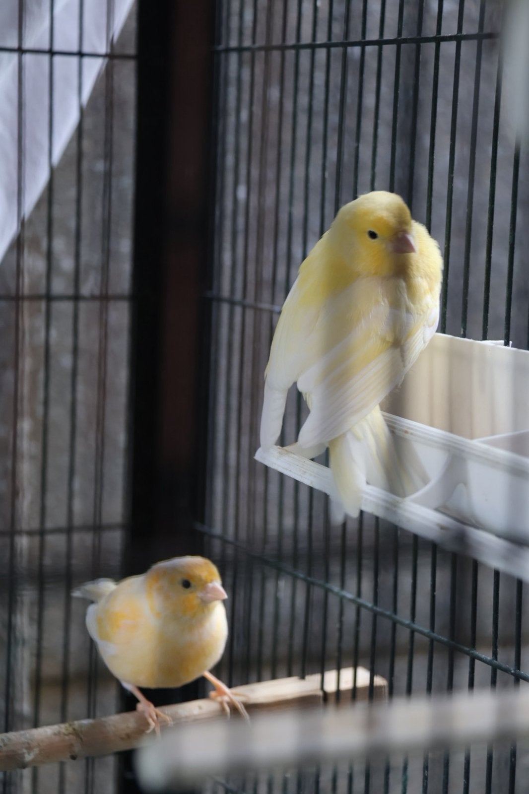 Te Koop: Laatste 2 Kanaries, Dieren en Toebehoren, Vogels | Kanaries, Geslacht onbekend