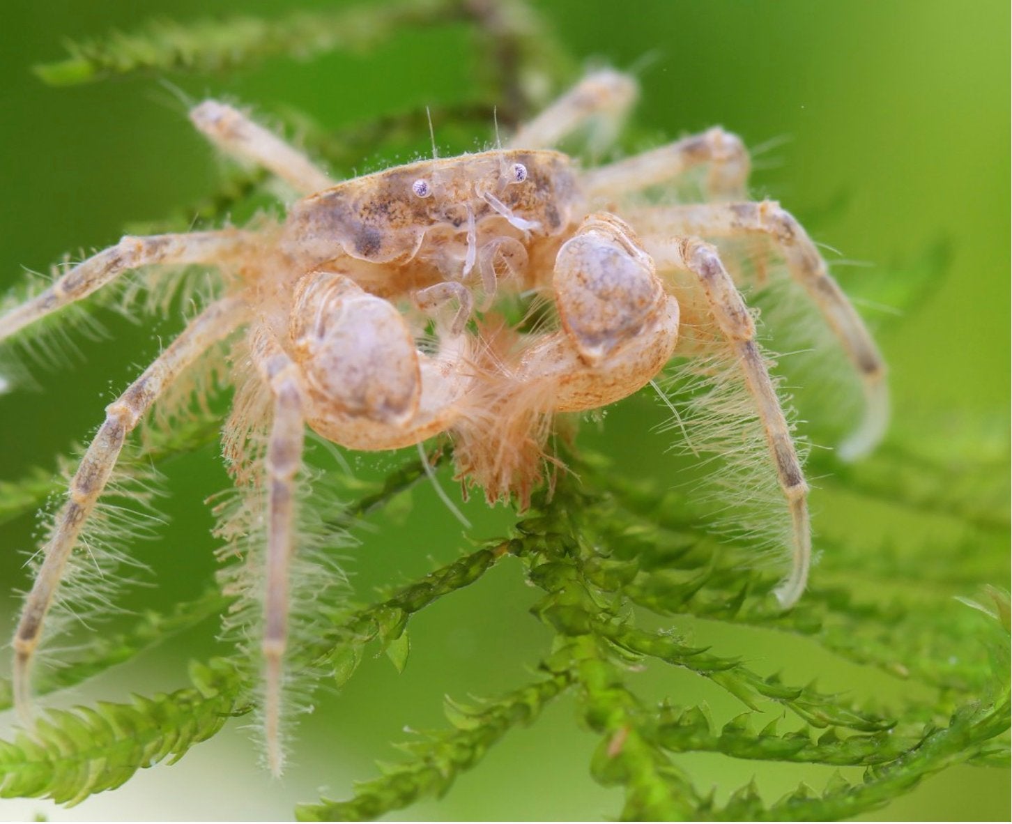 Thaise Micro Krab - Veilig met Garnalen, Dieren en Toebehoren, Vis, Zoetwatervis, Schoolvis