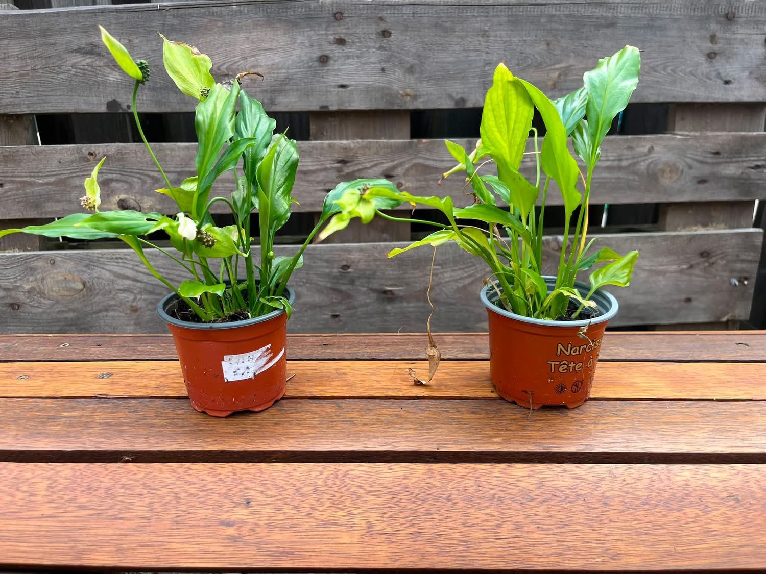 Vredeslelie - Spathiphyllum, Maison & Meubles, Plantes d'intérieur, Autres espèces, Ombre complète, En pot, Plante à fleurs