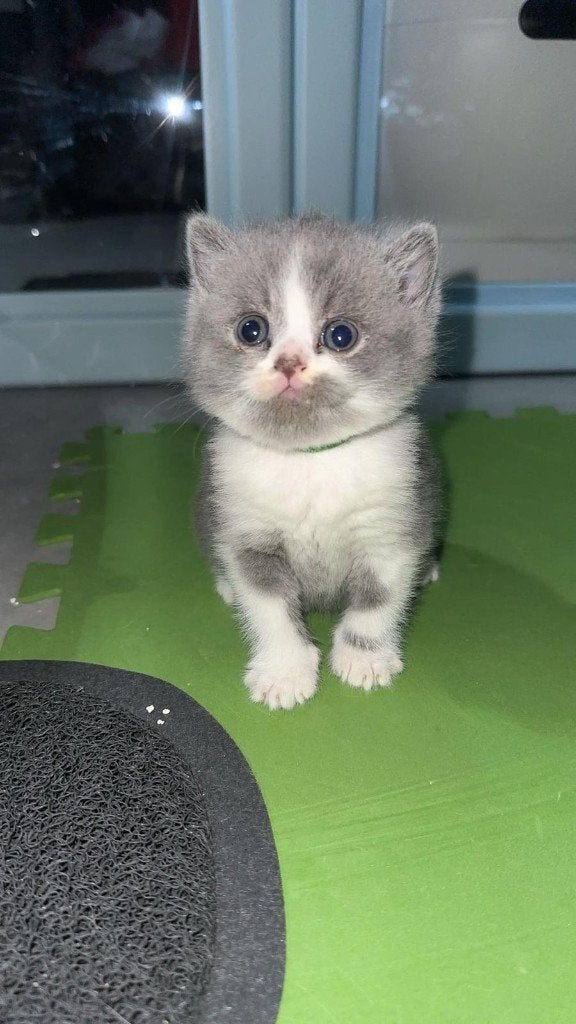 brits korthaar, Dieren en Toebehoren, Katten en Kittens | Raskatten | Korthaar, Kater, Met stamboom, 0 tot 2 jaar
