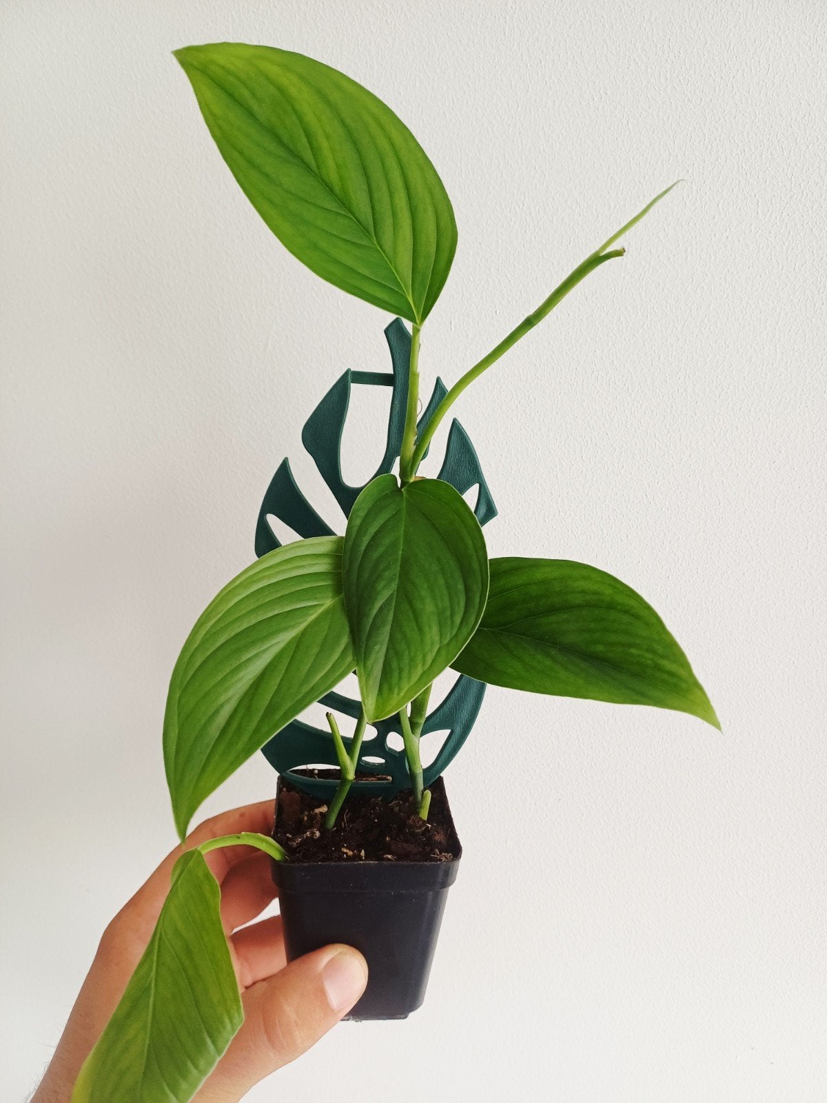 Monstera EC7, Overige soorten, In pot, Minder dan 100 cm, Groene kamerplant