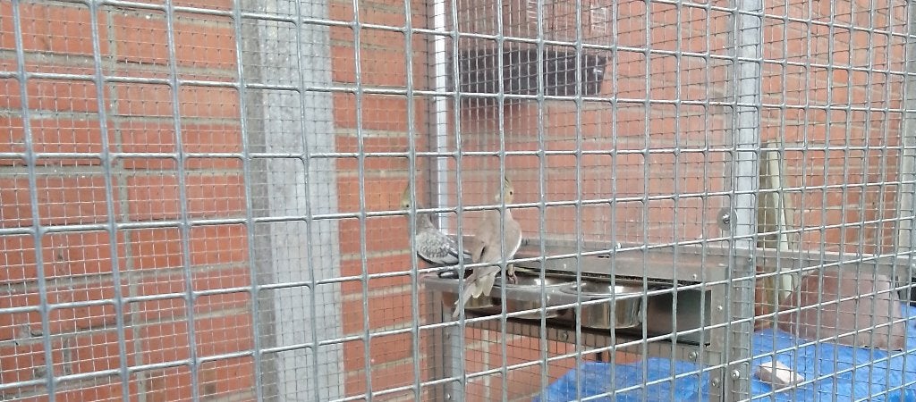 Valkparkieten, Meerdere dieren, Parkiet, Geringd