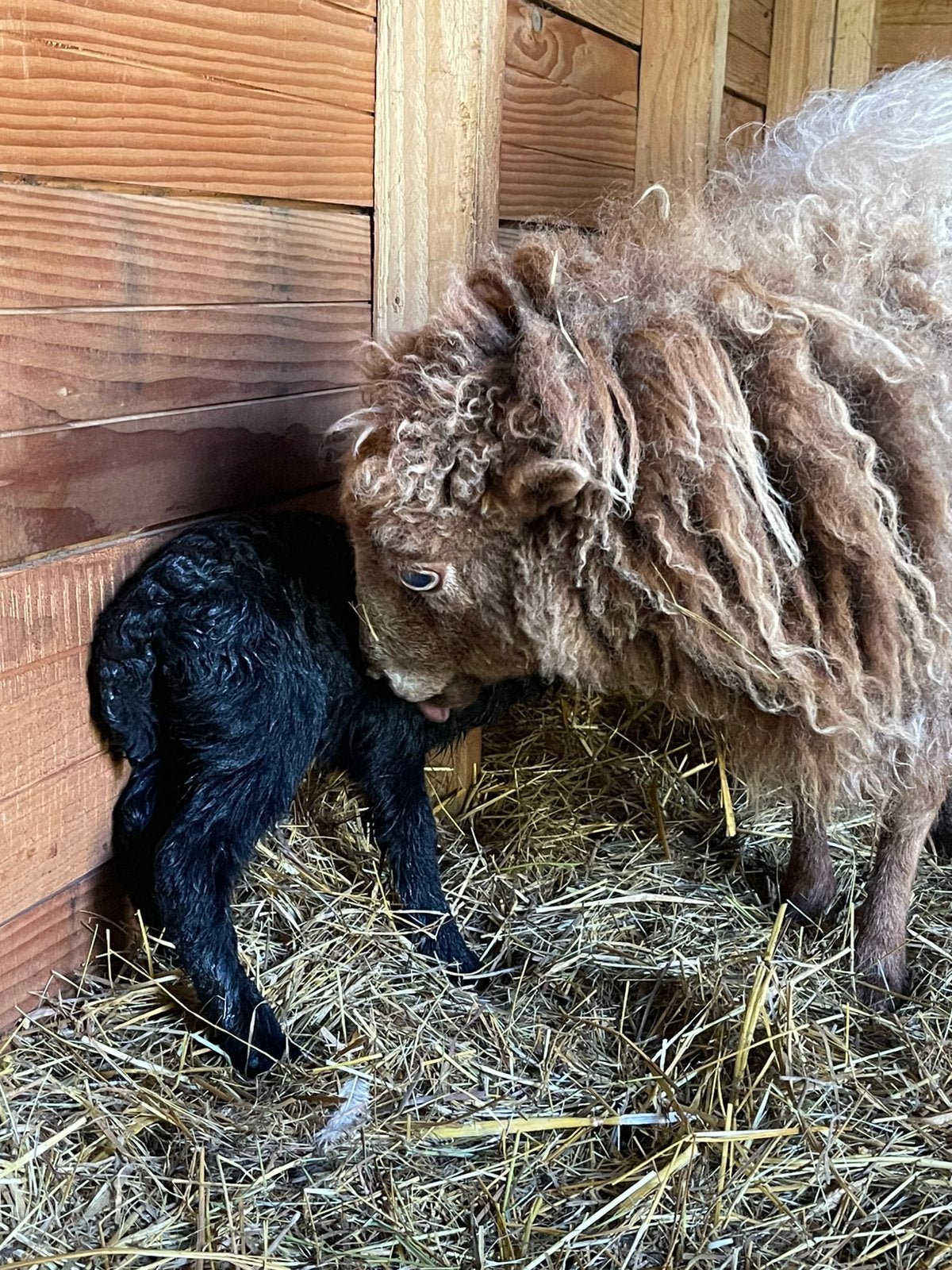 Ouessant ooi, Dieren en Toebehoren