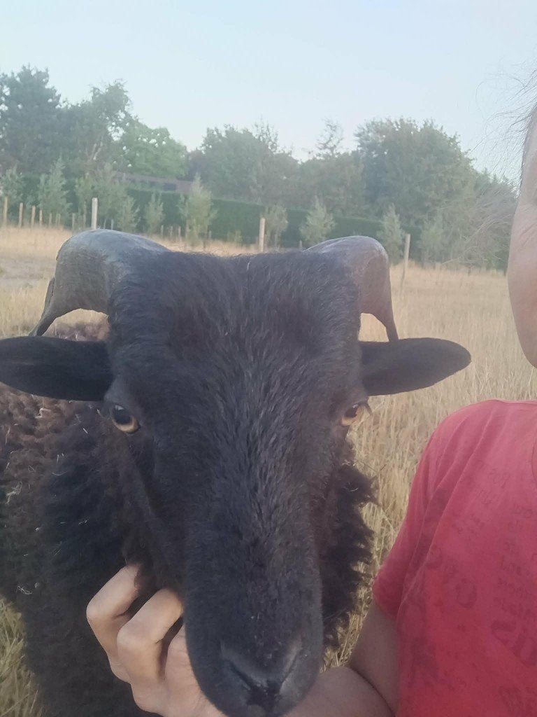 lief handtam ouessant bokje 50 euro, Dieren en Toebehoren, Mannelijk, Schaap, 0 tot 2 jaar