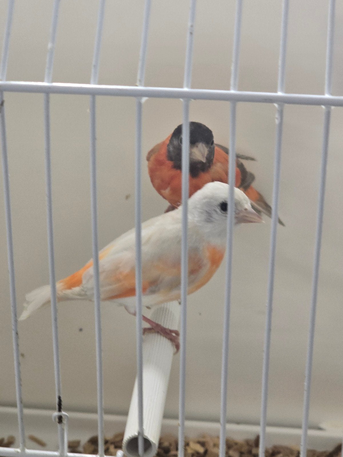 koppel isabel man en isabel pastel pop kapoetsensijzen

Corr, Dieren en Toebehoren, Meerdere dieren, Tropenvogel, Geringd
