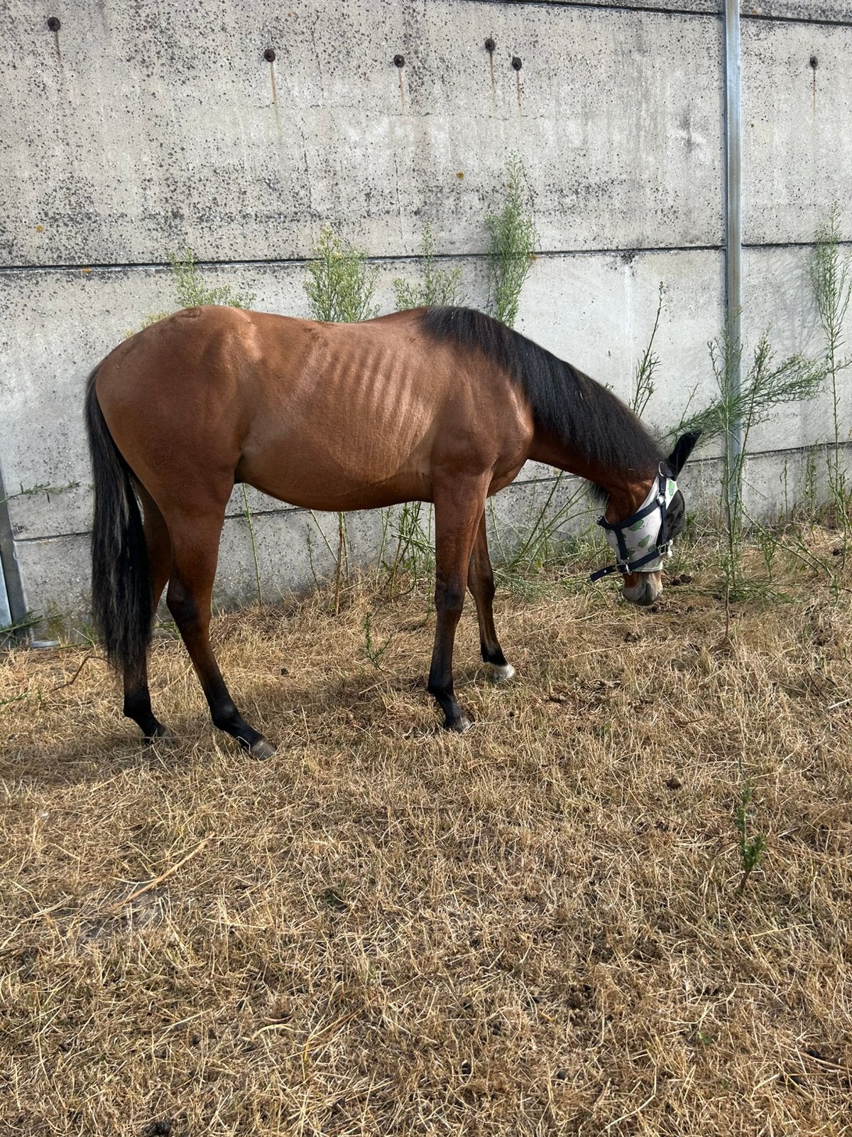 2025 AQHA hengst, Dieren en Toebehoren, Minder dan 160 cm, Met stamboom, 0 tot 2 jaar, Hengst