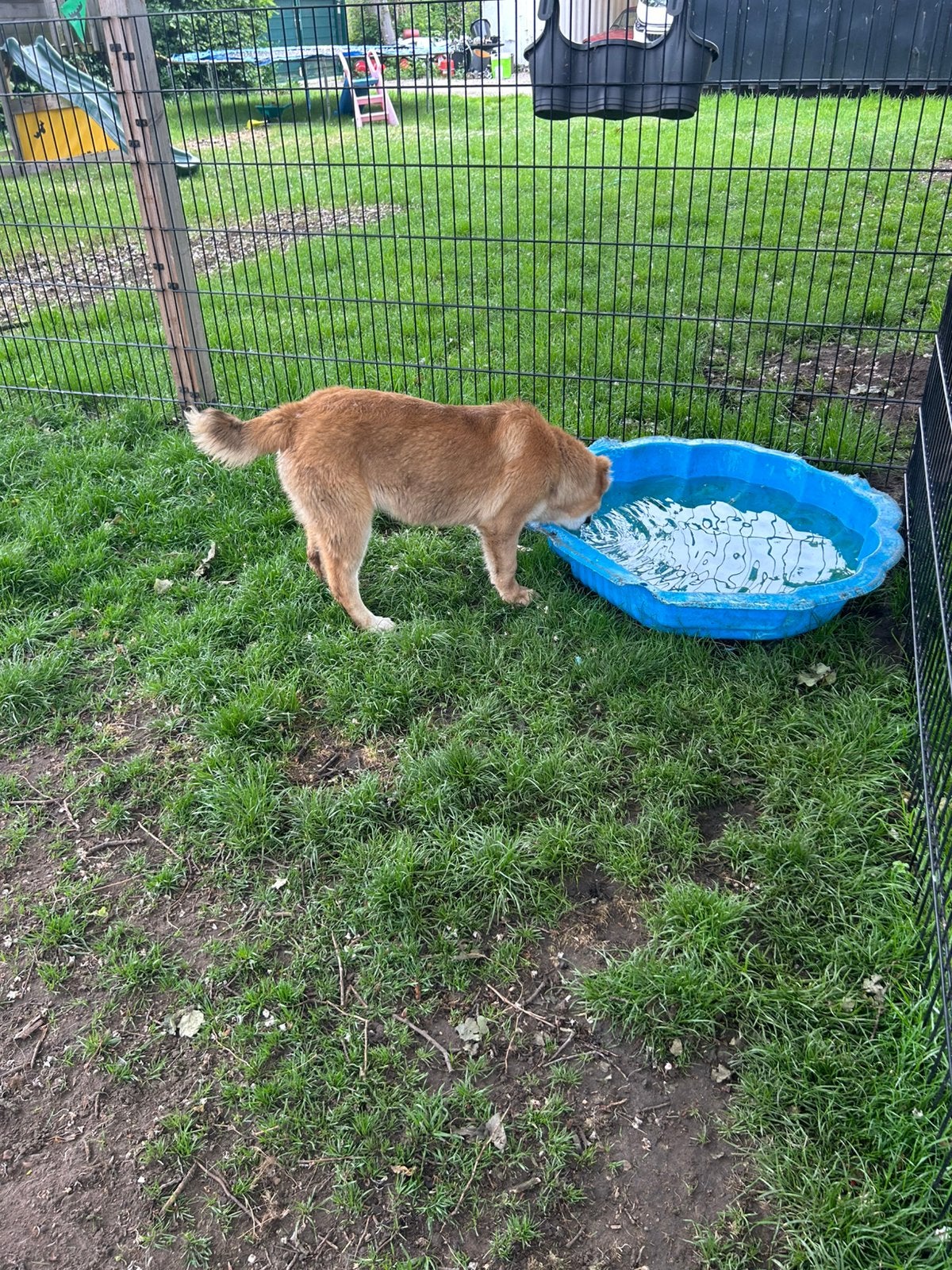 Aziatische herder, Dieren en Toebehoren, Honden | Bulldogs, Pinschers en Molossers, België, Fokker | Hobbymatig, 15 weken tot 1 jaar