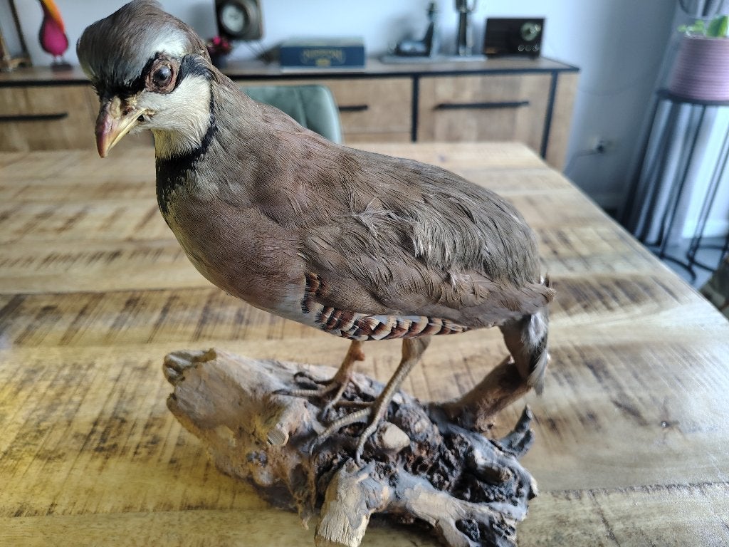 Opgezette vogel, Antiek en Kunst, Curiosa en Brocante, Ophalen of Verzenden