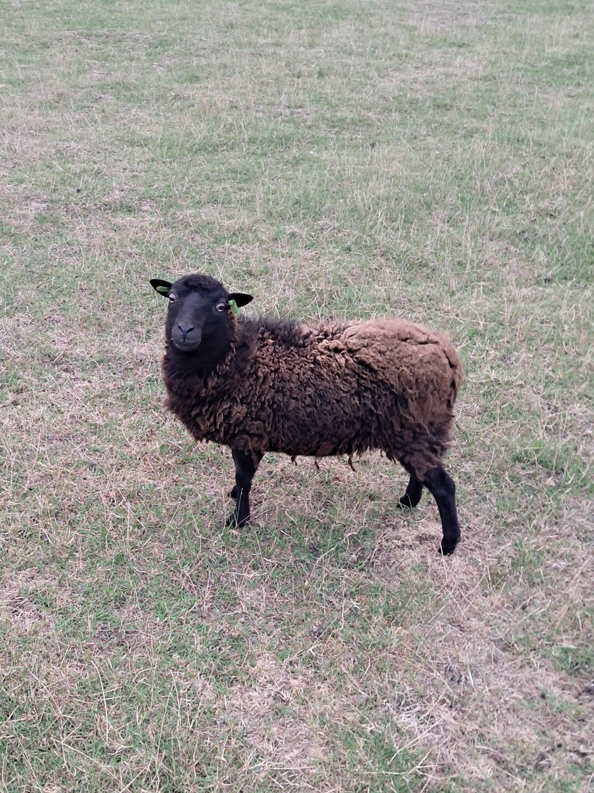 ouessant ooi en gecastreerd ramlam