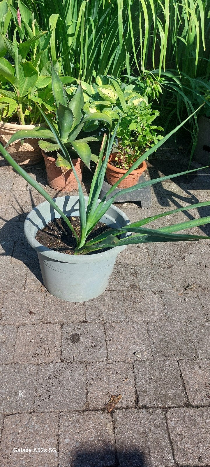 2 de Jonge Yucca te koop., Enlèvement