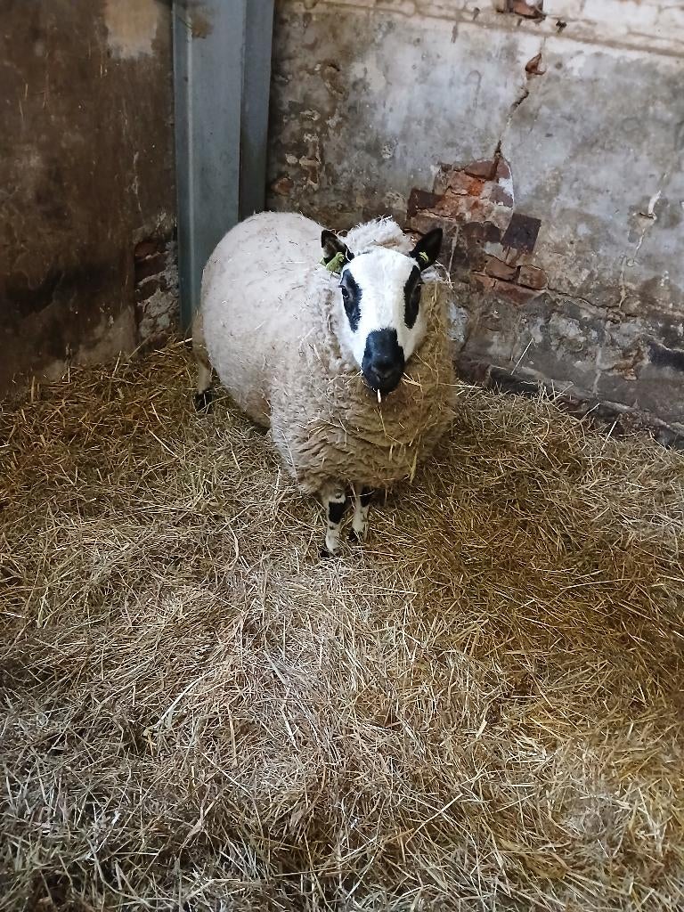 Kerry hill ram